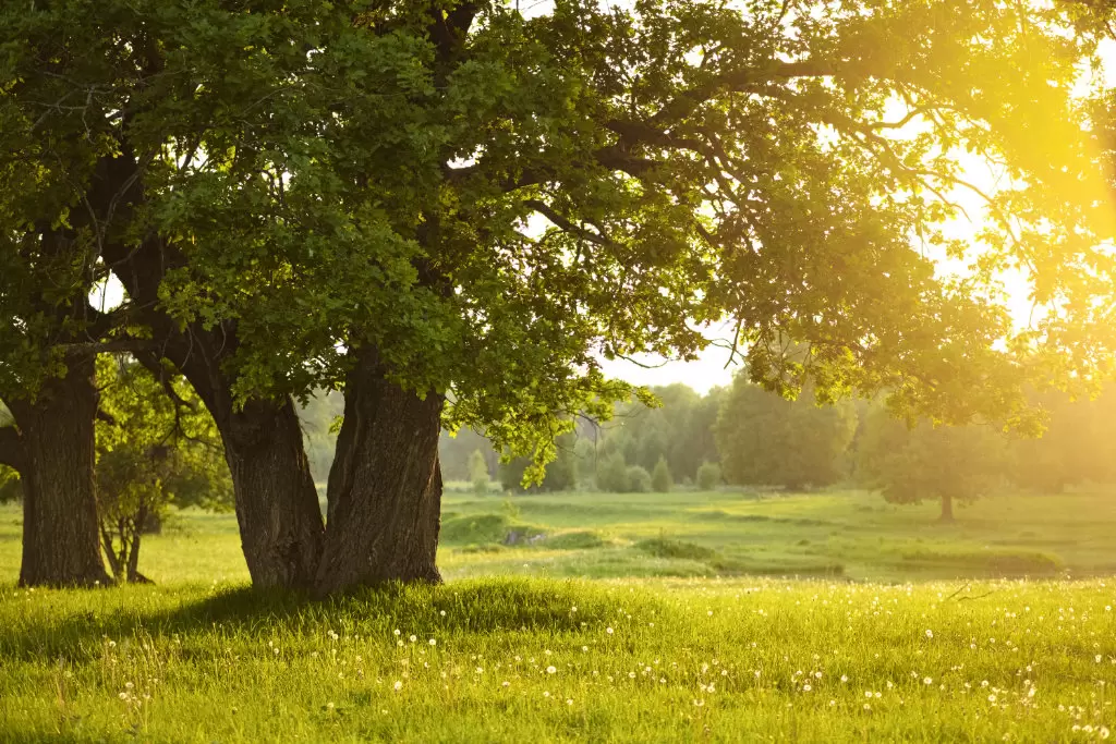 Sagesse pour celui qui demande Sagesse pour celui qui demande