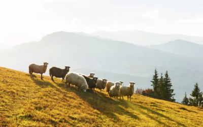 La nourriture et le repos