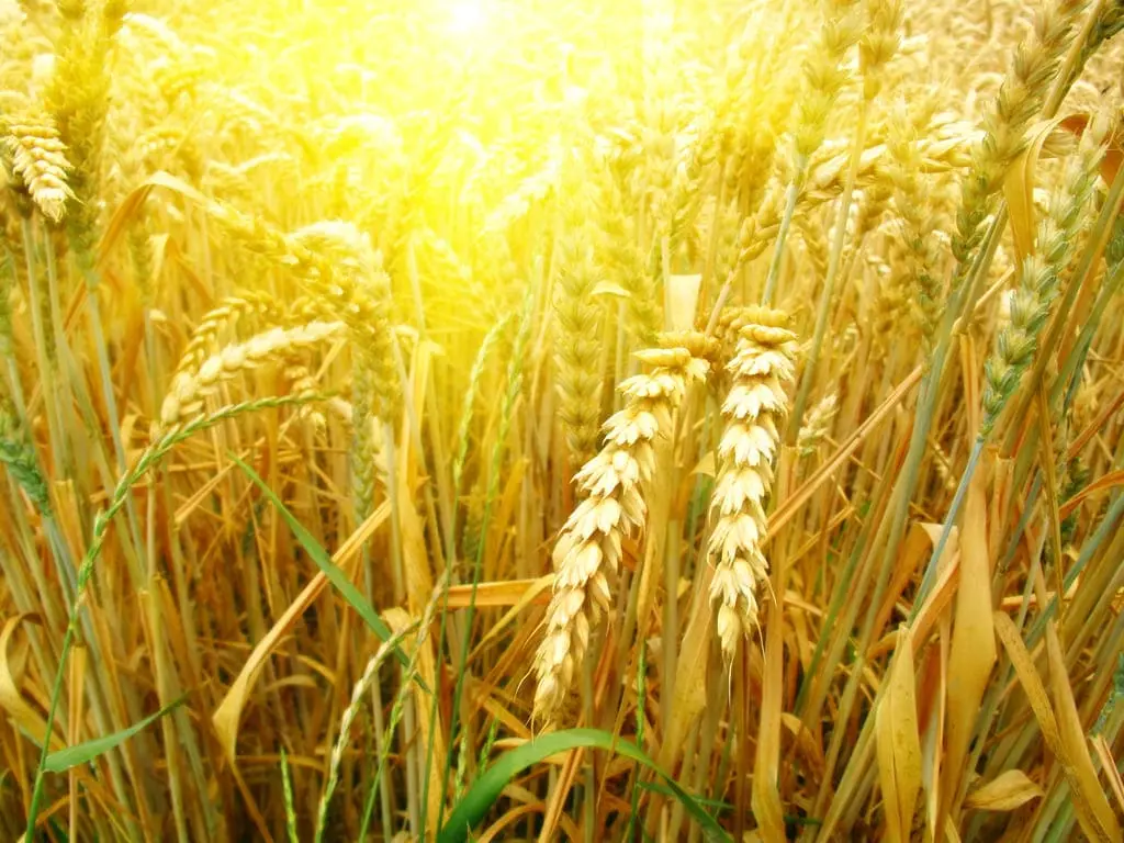 07-14-2025-Une-Année-Avec-Jésus-Ce-que-tu-laisse-derrière-Light 07-14-2025-Une-Année-Avec-Jésus-Ce-que-tu-laisse-derrière-Light