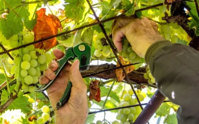 Demeurer quand Dieu taille : accepter la croissance